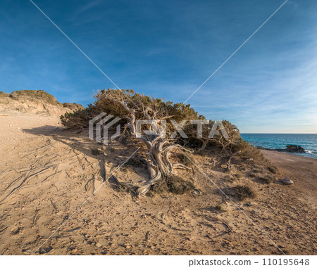Windswept Tree on Coastal Sand Dunes Under Blue Sky Windswept Tree on Coastal Sand Dunes Under Blue Sky 110195648