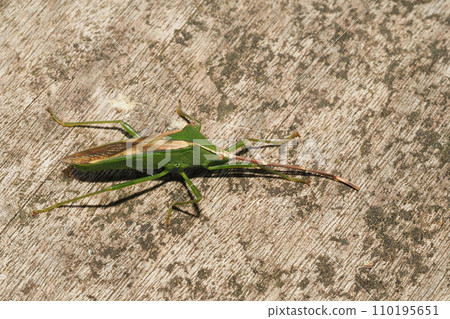 winter giant stink bug winter giant stink bug 110195651