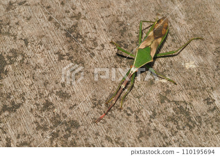 winter giant stink bug winter giant stink bug 110195694