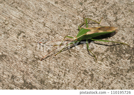 Spotted Spider Bug 110195726