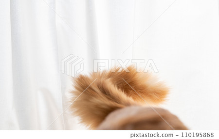 蓬鬆的貓尾巴棕色虎斑貓 蓬鬆的貓尾巴棕色虎斑貓 110195868