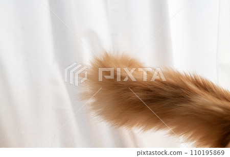 蓬鬆的貓尾巴棕色虎斑貓 蓬鬆的貓尾巴棕色虎斑貓 110195869