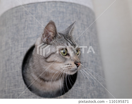 進入貓塔的貓，鯖魚虎斑貓 110195871