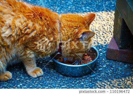 Cat eating food Cat eating food 110196472