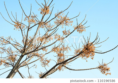 A melid tree with only the fruit left A melid tree with only the fruit left 110196586