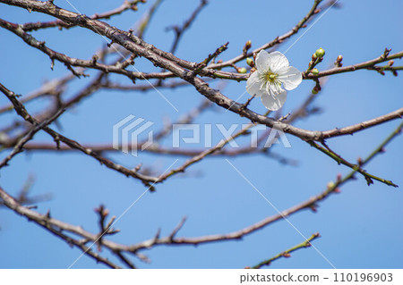 Plum blossoms 110196903