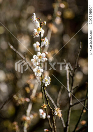 Plum blossoms 110196904