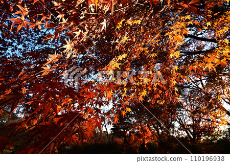 Maple leaves which turned red leaves Maple leaves which turned red leaves 110196938
