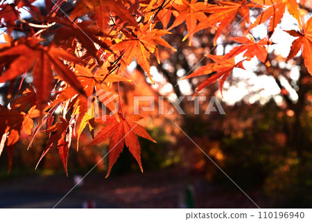 Autumn leaves stained red Autumn leaves stained red 110196940