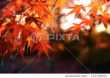 Bright red autumn leaves 110196941