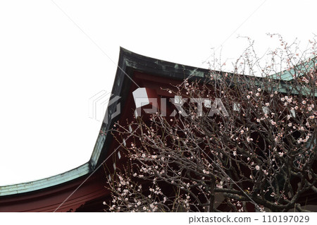 Kameido Tenjin Shrine where plum blossoms bloom 110197029