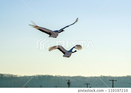 寒冷的早晨丹頂鶴的印象 110197210