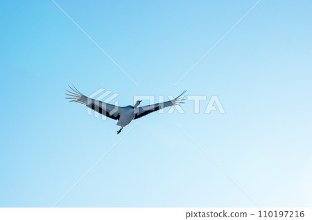 A red-crowned crane flying in the blue sky on a cold morning 110197216