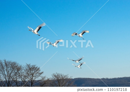 Impression of a red-crowned crane 110197218