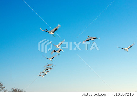 Impression of a red-crowned crane flying in the blue sky on a cold morning 110197219