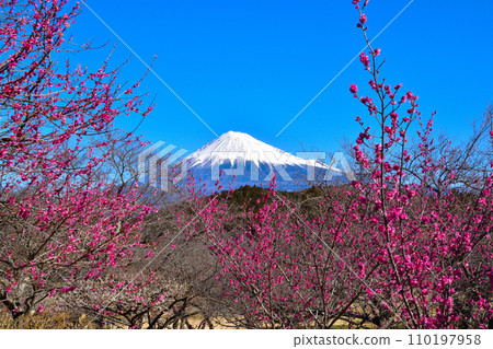 Plum snow covered Mt. Fuji 110197958