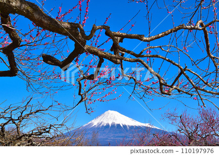 Plum snow covered Mt. Fuji 110197976