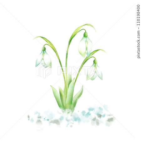 Watercolor painting of snowdrops blooming in the snow 110198400