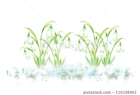 Watercolor painting of snowdrops blooming in the snow 110198401