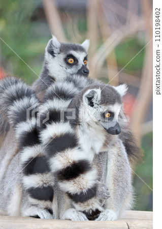 Wolverine lemur Wolverine lemur 110198402