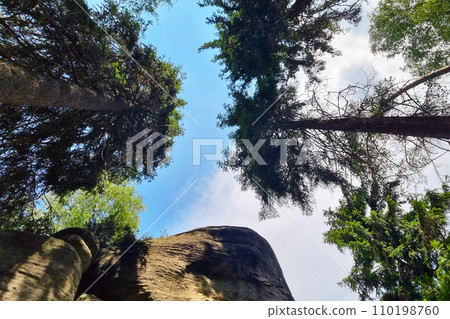 View of blue sky and treetops. View of blue sky and treetops. 110198760