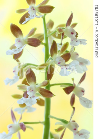 艾賓、艾賓蘭花、素花、野花、棕色、明亮的背景 艾賓、艾賓蘭花、素花、野花、棕色、明亮的背景 110198783