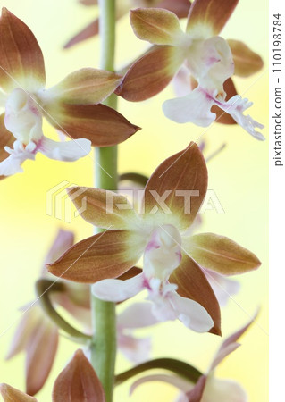 艾賓、艾賓蘭花、素花、野花、棕色、明亮的背景 艾賓、艾賓蘭花、素花、野花、棕色、明亮的背景 110198784