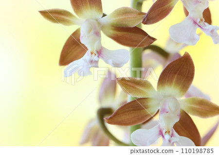 艾賓、艾賓蘭花、素花、野花、棕色、明亮的背景 110198785