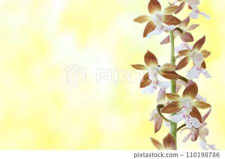 艾賓、艾賓蘭花、素花、野花、棕色、明亮的背景 110198786