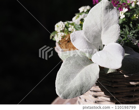 Senecio Angel Wings used for group planting 110198799