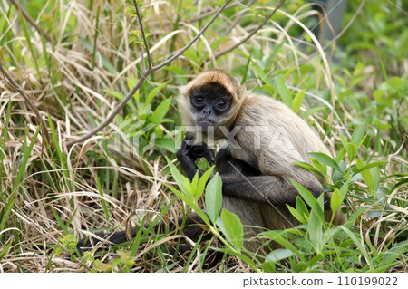 傑弗裡蜘蛛猴坐在草地上看著相機 110199022