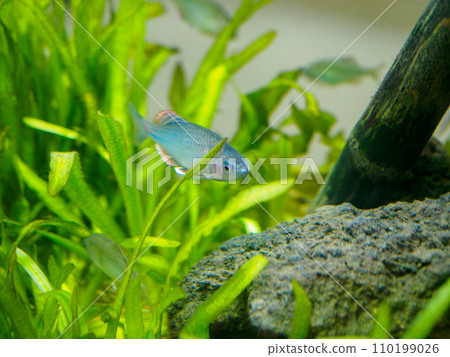 beautiful blue fish beautiful blue fish 110199026