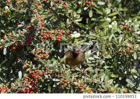 鵝口瘡 鵝口瘡 110199051