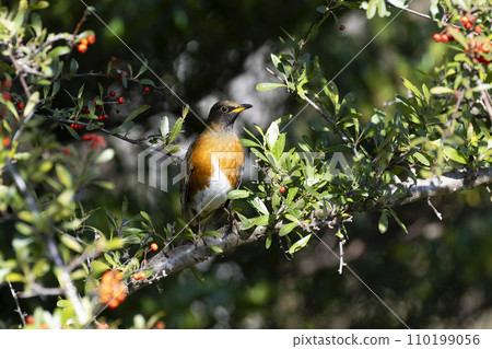 Akahara Akahara 110199056