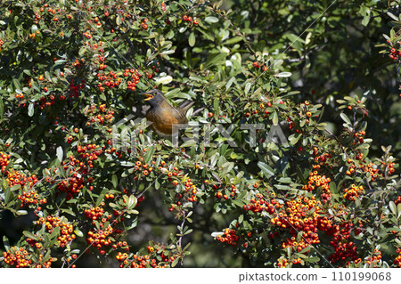 Akahara Akahara 110199068