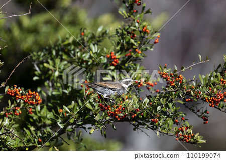 Thrush Thrush 110199074