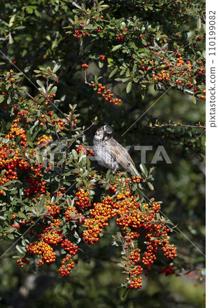 Thrush Thrush 110199082