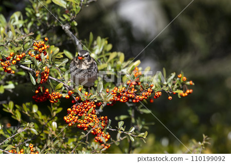 Thrush 110199092