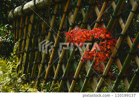 Autumn at Koetsu Gaki 110199137