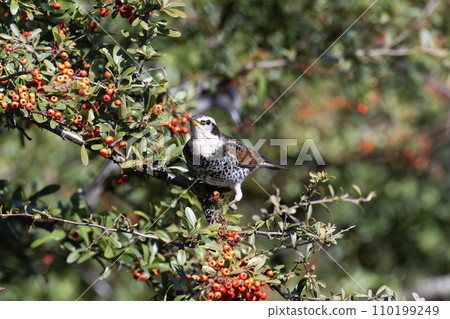 Thrush 110199249