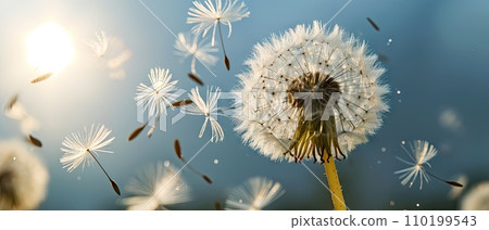 Dandelion with multiply seeds on sky back 110199543