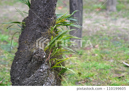 Noxinobu epiphytes on the bark of plum trees 110199605