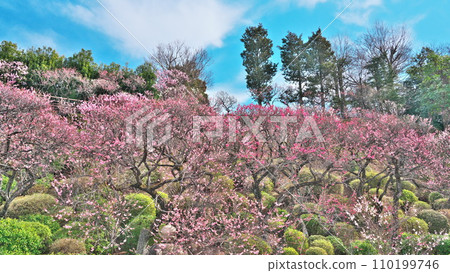 Ota Ward Ikegami Plum Garden Plum blossoms in full bloom shine against the blue sky 110199746