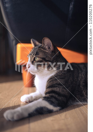 A cat staring at you 110200276