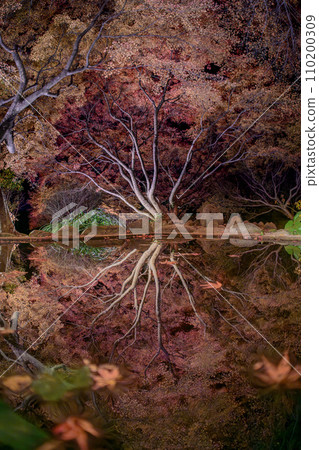 Autumn leaves garden, 30th Garden, Unzen City, Nagasaki Prefecture Autumn leaves garden, 30th Garden, Unzen City, Nagasaki Prefecture 110200309