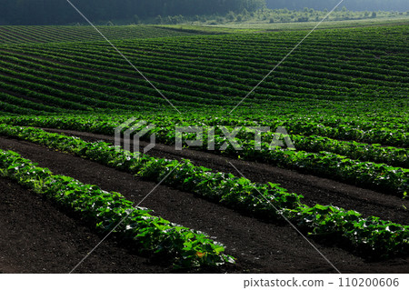 [Hokkaido] Vegetable field 110200606