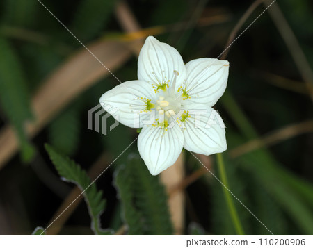 日本梅花的風景 110200906