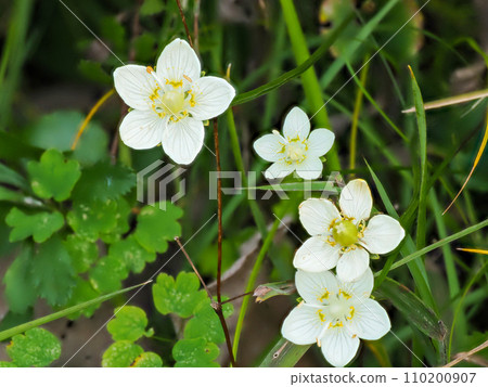 Scenery with Japanese plum blossoms 110200907