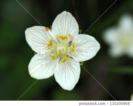 日本梅花的風景 110200908