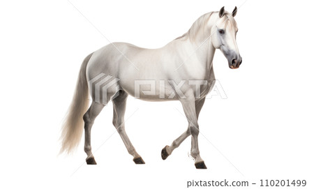 Arabian horse on the transparent background Arabian horse on the transparent background 110201499